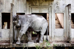 An elephant scratches its head on a wall at an abandoned housing development in Bang Bua Thong, Thailand. Many of the elephants are covered in white concrete residue from scratching themselves on the walls of the unfinished homes. The project was abandoned when the developer went bankrupt during the Asian Economic Crisis in 1997.  What remain are concrete foundations where many Thais squat and live for free. In one section 5 rice-growing families from Buriram Province stay with their 10 domesticated elephants. Elephants, revered symbols of Thailand’s glorified past, have long walked side by side with the monarchy and common farmers alike. The indispensable role of elephants in Thai society has been captured in countless tales and works of art.  Once a symbol of honour, dignity and the engine of rural development, many of these once proud creatures have been left on the fringes of Thailand’s modern economy and have come to represent the failures and inequity of economic development.