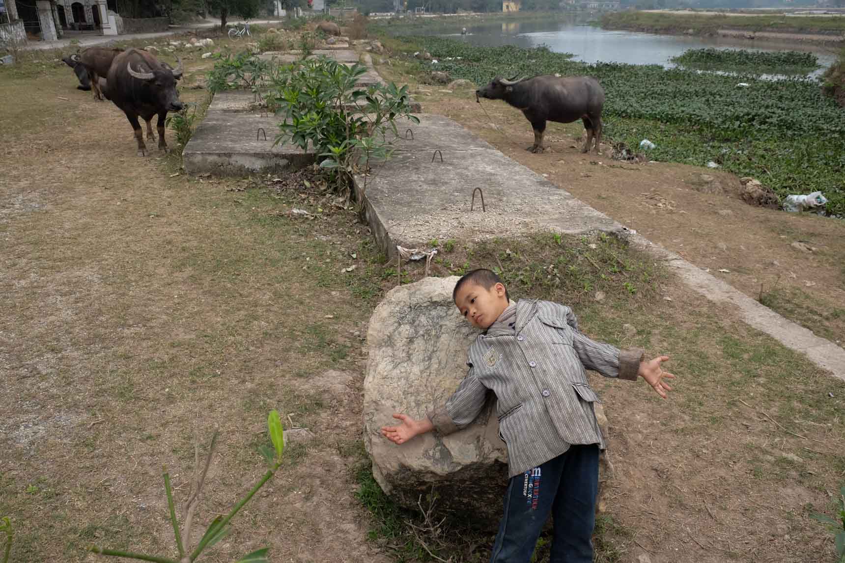 Boy and Cattle near Tam Coc