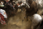 With the sound of screaming horses and whips, horsemen try to reach down from their horses to pick up the carcass of a dead calf on Friday, October 26, 2007. 