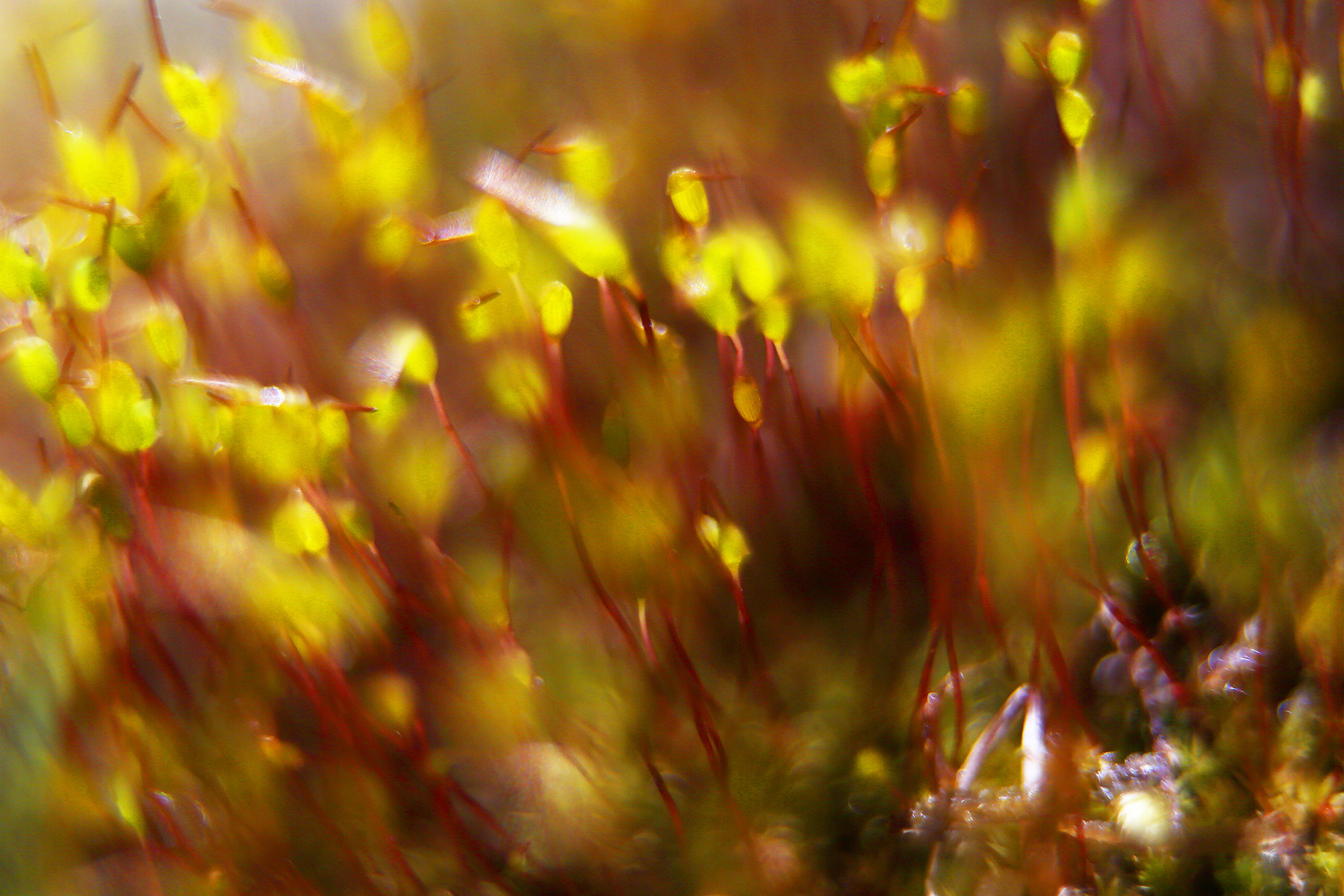 Abstract_Moss_3