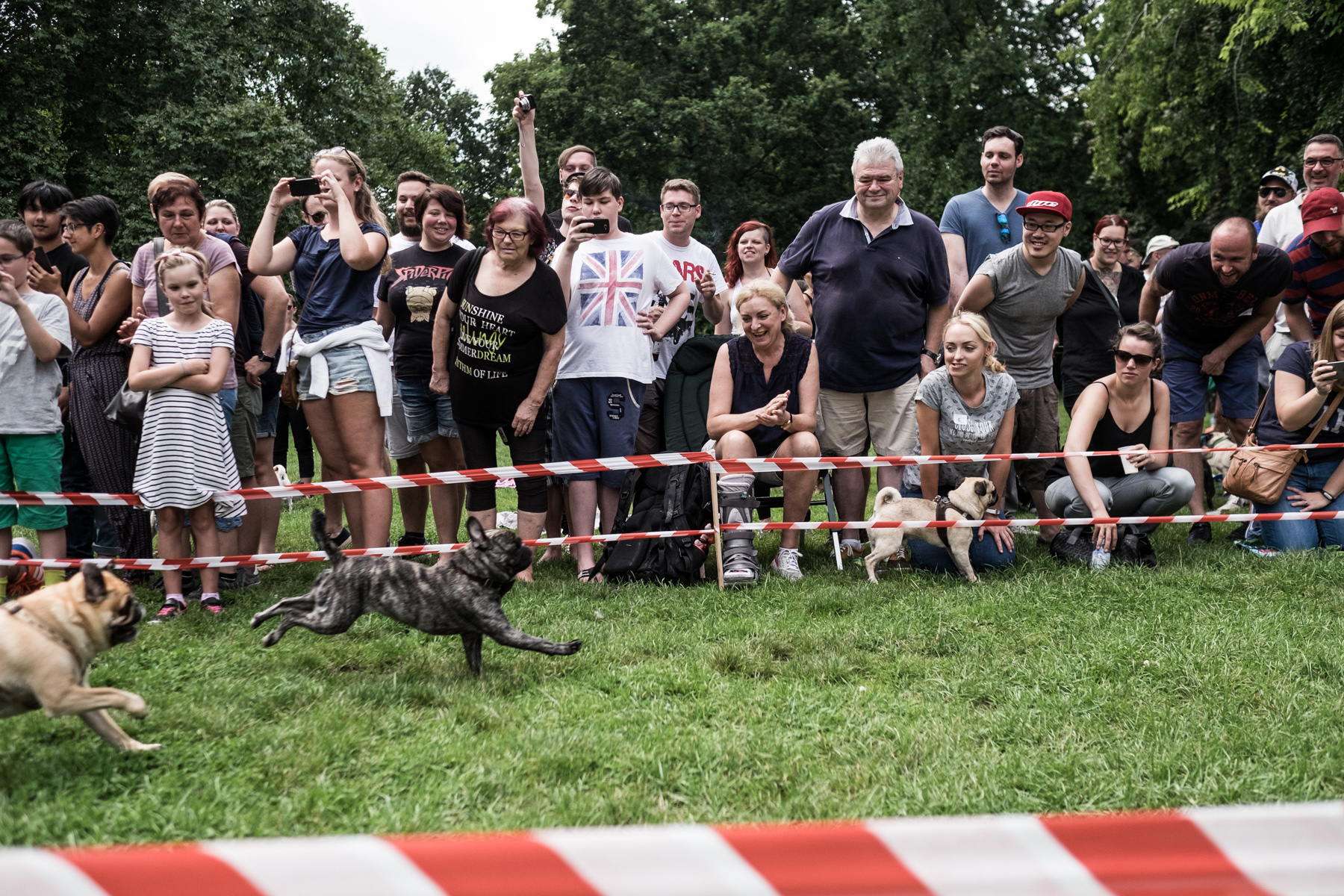 People are watching a pug race in the Büsing park Offenbach and some are cheering for their dogs to make them run faster, Two dogs are seen on the left side of the picture