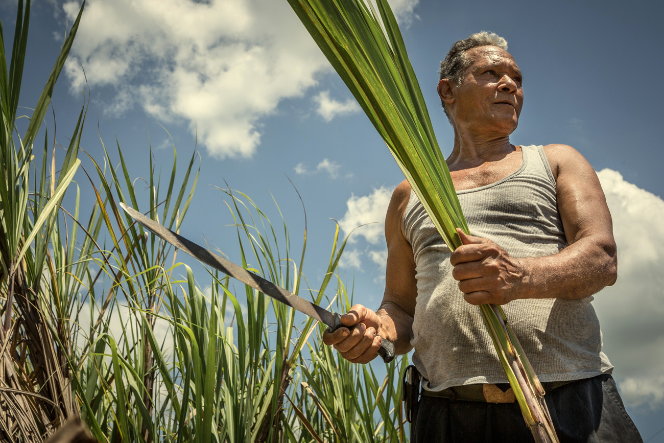Cuban farmer harvesting sugar cane for rum production