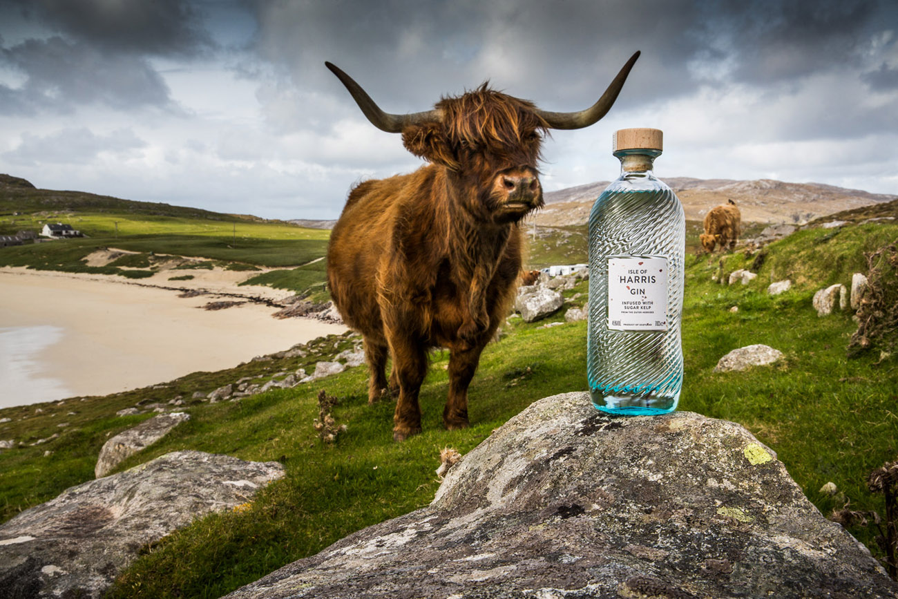 highland cow takes a sniff of a bottle of Harris gin on Husinis beach