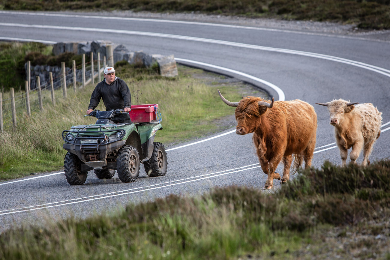Man on an ATB quadbike moving highland cattle down a main road on the isle of Harris. 