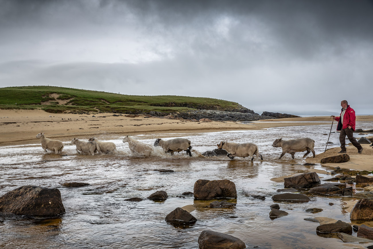  a crofter walks his sheep across a river on a misty day on the isle of harris.  A shepherd  crosses the water with his flock of sheep.