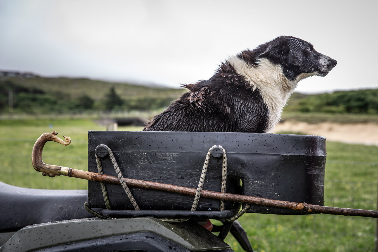 a working collie dog sits on the back of a quadbike. Farmers sheepdog on the back of a quad bike with a fshepherds crook.