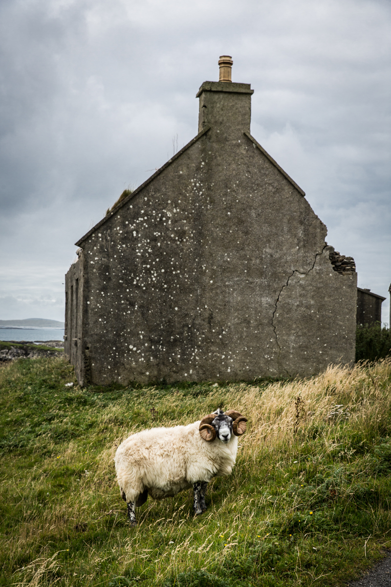 sheep by an old croft on Harris