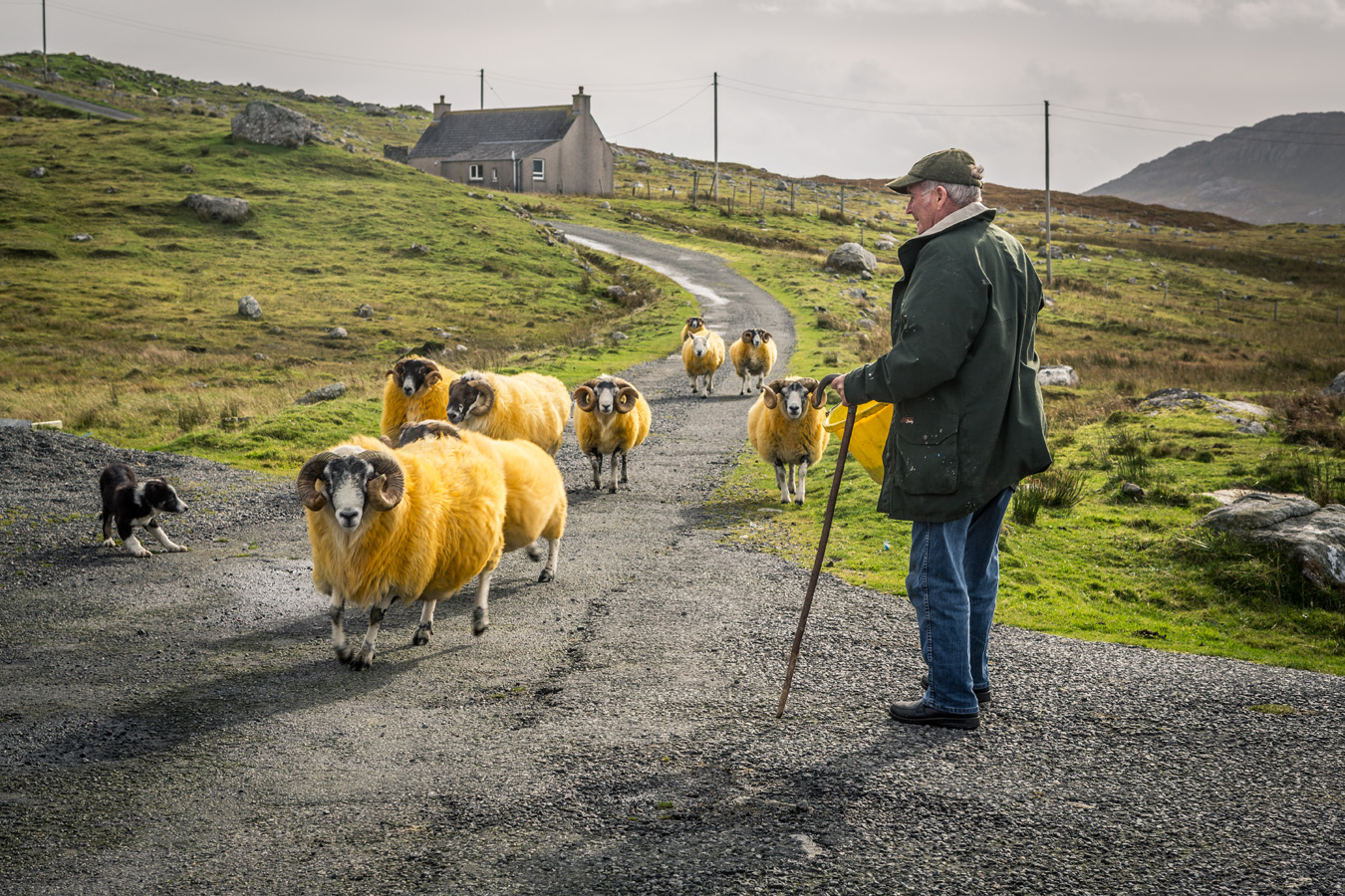 crofter with his flock of sheep and collie puppy  at Aird Arsaig