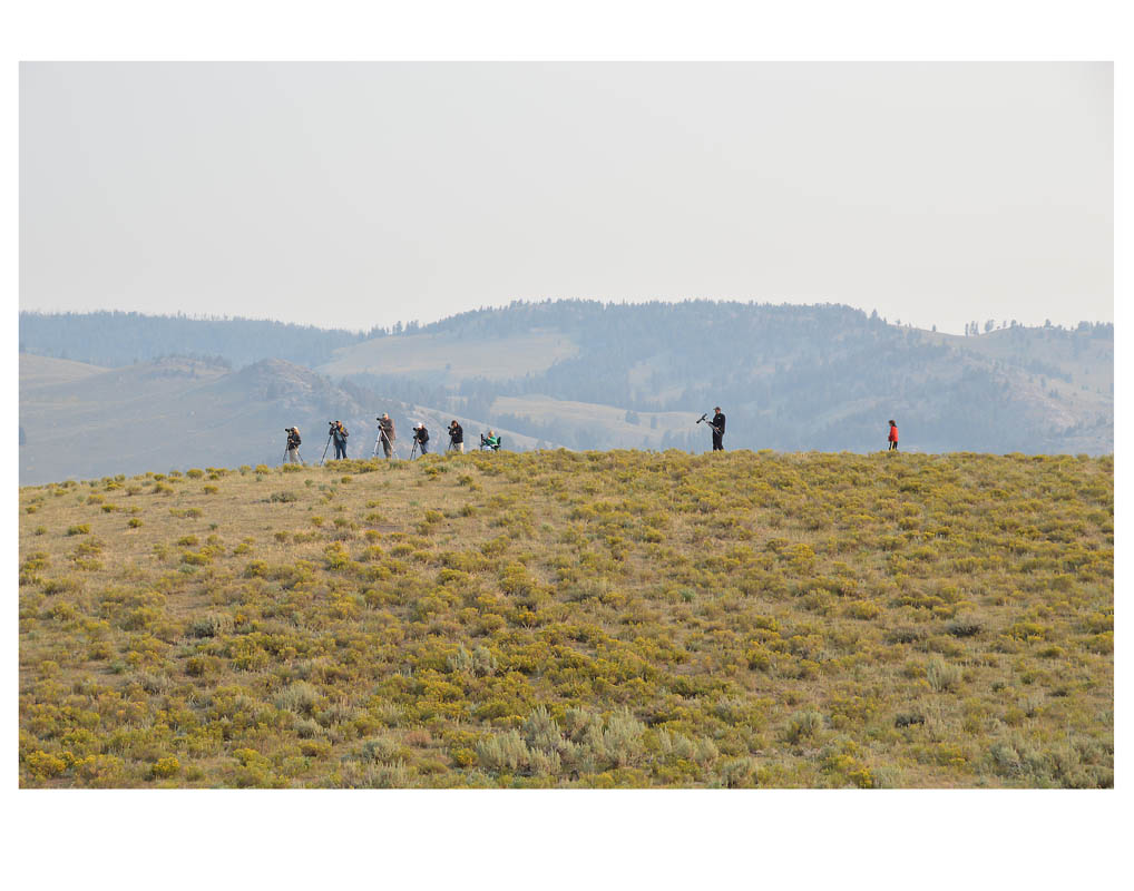 photo ©Anne Turynlooking for wolves in Yellowstone National Park