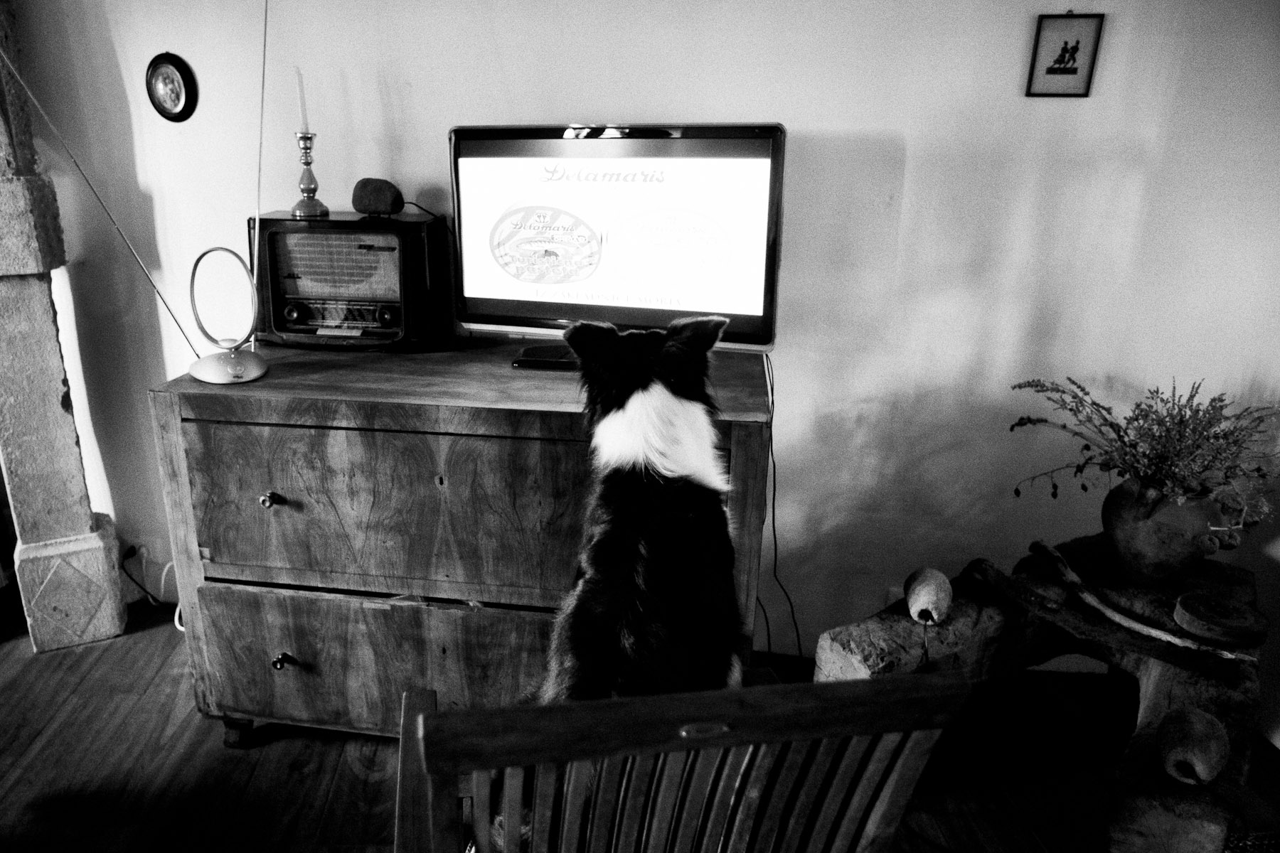 At Jana's house, Lyra likes to watch television, because she's attracted to anything that moves on the screen. She likes tennis, soccer, cartoons and the weather forecast. Brje near Kopriva, Slovenia, September 15, 2010.