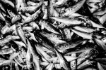 The small fish, mostly sardines, are a popular summer cousine in Istanbul, but they are scarce in the Marmara sea in June. A lot of the fish brought to the distribution market are sold to sellers on the fish bazaar in Kumkapi or Karakoy.