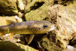 The pure Marble trout are tagged to indicate their number, where they are from and even which sector of the stream they are from to see how these fish migrate in their own streams.