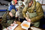 From left, Robert Svetičič, John Zablocki, Zoran Kocič and Dušan Jesenšek extract fish eggs from an adult female Marble trout in the Tolminka fish farm. An adult female Marble trout can produce up to 4000 fish eggs, but the avarage is just over a thousand.