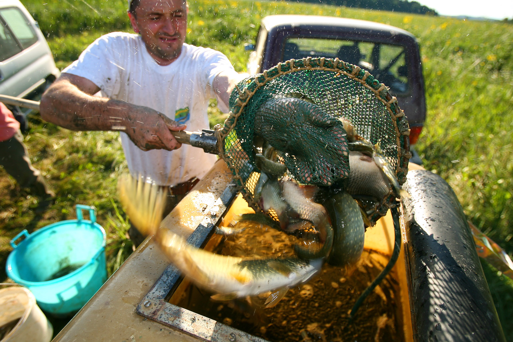 Toni Urbas releases the fish into an 800-liter tank with oxygen that carries the fish from remote parts of the lake to the Rešeto pond or the Stržen stream.