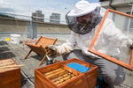 Trušnovec removes the bee queen from a hive on the rooftop of Radio Slovenia.