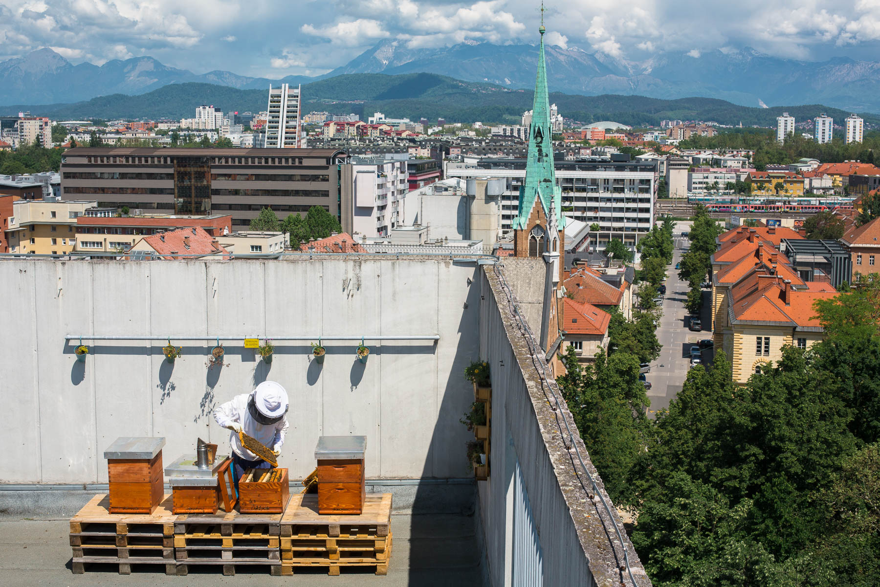 Trušnovec inspects the beehives on the roof of 1the 3-storey Hotel Park in the city centre of Ljubljana, the highest dwelling of bees in the city.