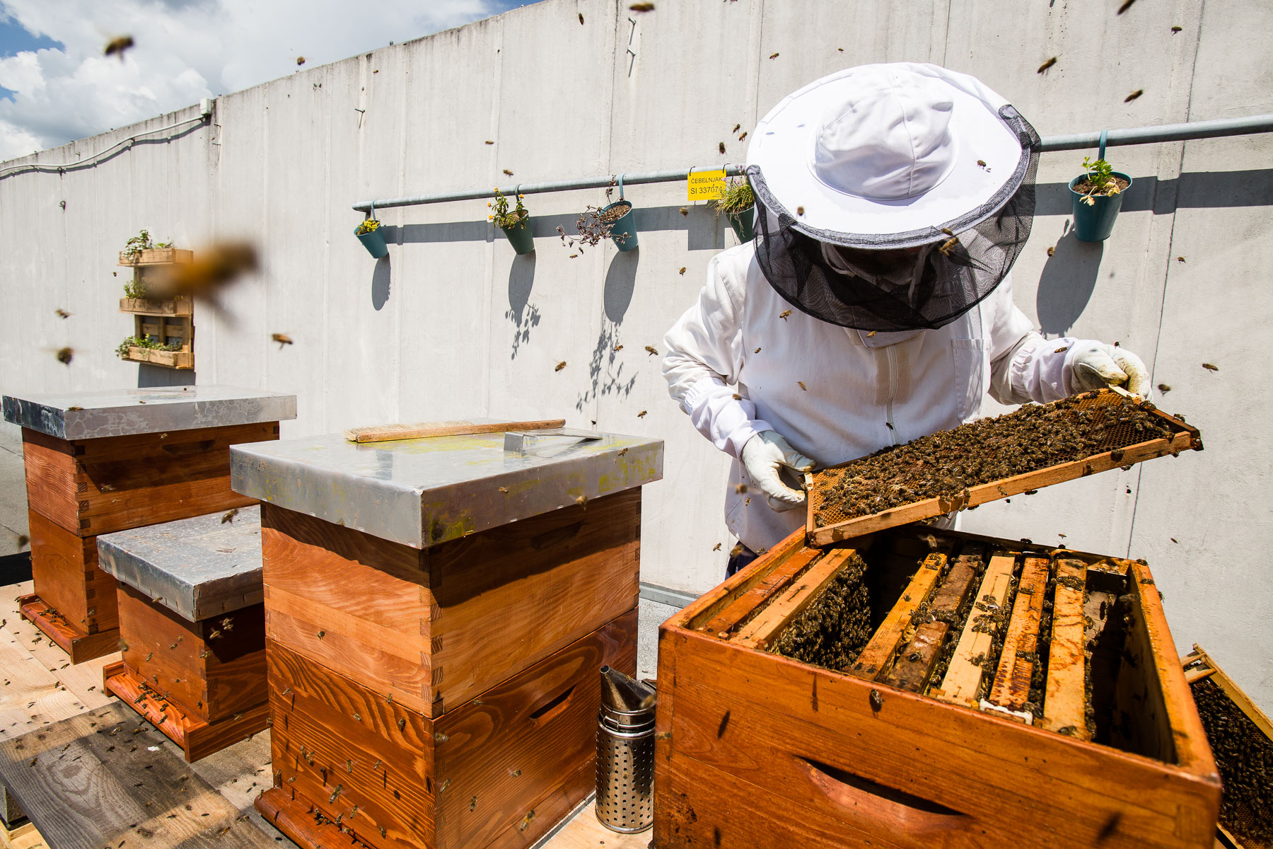 Trušnovec inspects the beehives on the roof of 13-storey Park Hotel in the city centre of Ljubljana, the highest dwelling of bees in the city.