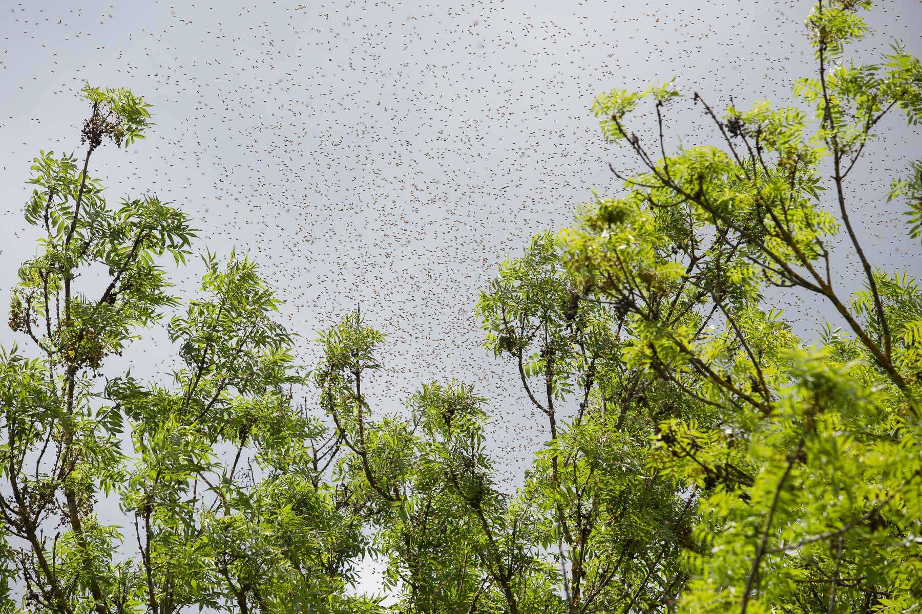 Swarming bees surround a treetop in Ljubljana. The municipality recently implemented a service of around five beekepers who voluntarily pick up swarms around the city and are now included in the emergency services under the number 112 just like the police and ambulance.