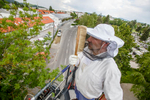 Trušnovec  sweeps of bees from his mask after removing a runaway swarm from a treetop in Ljubljana. In picking up swarms he often needs help of local fire departments that provide a ladder.