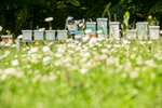 Urban Beekeeper Damir Škraban inspects the beehives located in the Tivoli Park in Ljubljana, next to a meadow full of flowers.