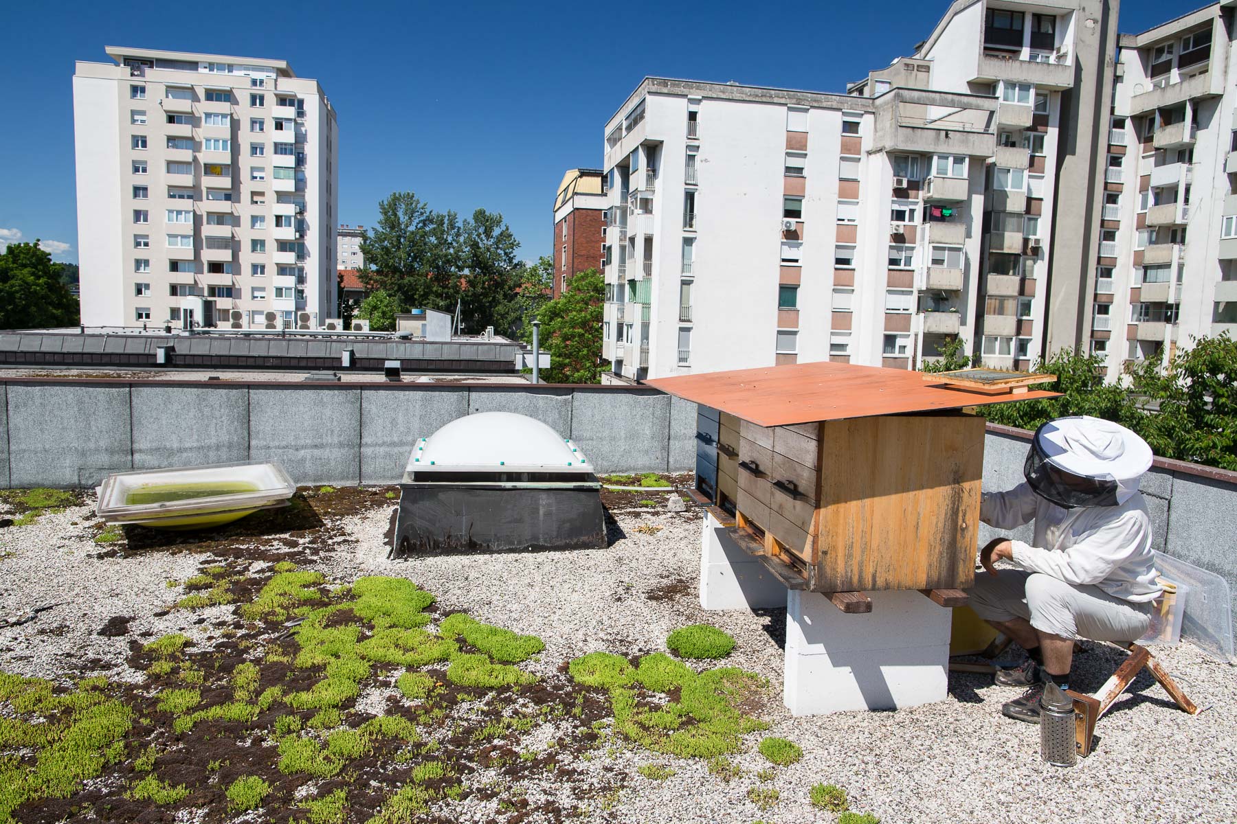 Trušnovec inspects a beehive on the rooftop of Španski borci cultural center in Ljubljana.