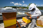 Trušnovec inspects the beehives on the roof of Semenarna Ljubljana, a leading seed-providing company in Slovenia. It is located just across from a large shopping area with numerous shopping malls and big stores etc.