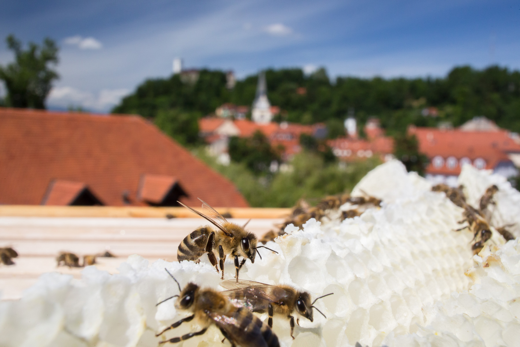 Bees on a honeycomb on the roof of the the Urban Planning Institute of the Republic of Slovenia in Ljubljana.