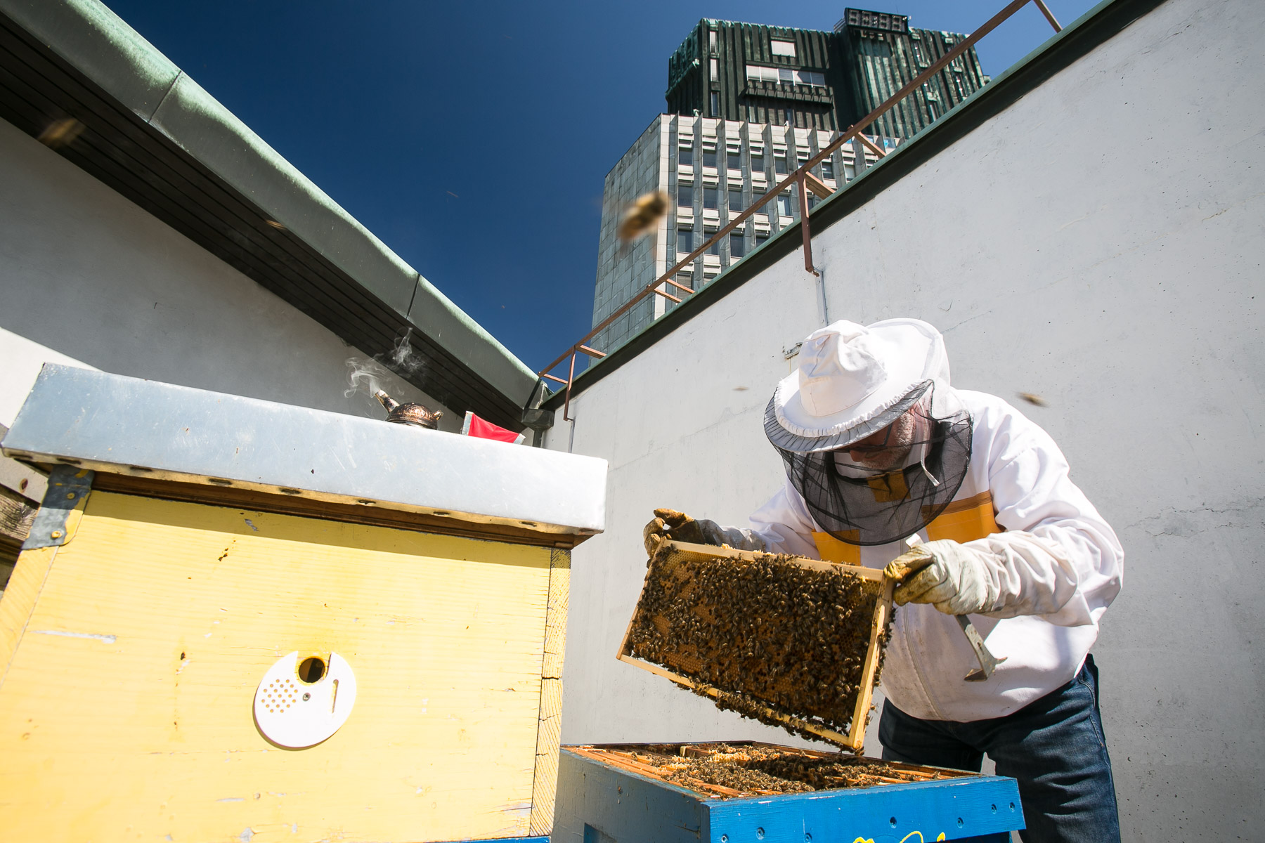 Urban beekeeper Franc Petrovčič inspects beehives on the rooftop of the Cankarjev dom cultural and congress center. In 2008, these were the first rooftop beehives in Ljubljana.