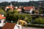 A bee in flight over the city center of Ljubljana, where they have enough pasture in a 3 km radius from anywhere in the city. Most bees cannot fly for food much further than 3 km.