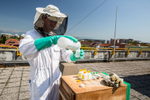Žiga Logonder on the rooftop of Slovenian Environment Agency administers formic acid to fight spreading of varroa, the most dangerous parasite to bees.
