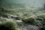 The bottom of mudflats is covered in lagoon specific vegetation that builds the entire lagoon ecosystem.