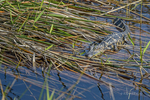 Florida(Crocodylus acutus)Image No: 15-003574  Click HERE to Add to Cart