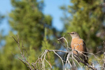 Gila Valley, NM(Turdus migratorius) Image No:  20-009781Click HERE to Add to Cart