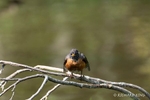 Colour photograph of an Americcan Robin on a branch with wet feathers after a bath