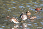 Wildlife Photography from Otay Lake in Jamul