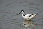 Suffolk, England(Recurvirostra avocetta)Image No: 16-019357 Click HERE to Add to Cart