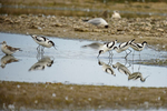 Suffolk, England(Recurvirostra avocetta)Image No: 16-DSC2581 Click HERE to Add to Cart