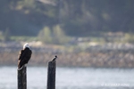 Color photograph of a Belted Kingfisher (Megaceryle alcyon) and a Bald Eagle (Haliaeetus leucocephalus) perched at the marina in Haines.