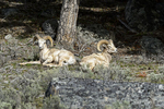 West Yellowstone, Wyoming(Ovis canadensis)Image No: 17-006895  Click HERE to Add to Cart
