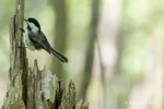 Colour photograph of a Black-capped Chickadee pecking at a tree stump