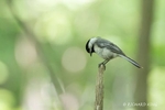 Black-capped Chickadee balancing on the tip of a stump