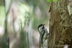 Colour photograph of a Black-capped Chickadee pecking at a tree stump