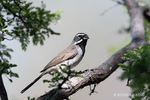 Photograph of a Black-throated Sparrow at Portal, AZ