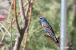 Photograph of a bird at Portal, AZ