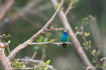 Photograph of a Broad-billed Hummingbird in Madera Canyon AZ