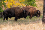 Wildlife Loop, Custer, SD(Bison bison)Image No:  20-006650Click HERE to Add to Cart
