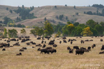 Wildlife Loop, SD(Bison bison)Image No:  20-006701Click HERE to Add to Cart