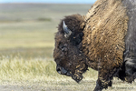 South Dakota, USA(Bison bison)Image No. 15-041998  Click HERE to Add to Cart