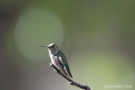 Photograph of a Calliope Hummingbird at Portal, AZ