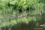 Colour photogrph of a family of Canada Gese, 2 adults and 6 chiks, on a river